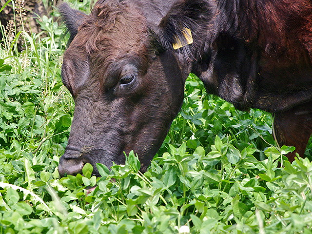 Southern Plains cattle producers are employing a variety of innovative grazing systems, Image by Barb Baylor Anderson